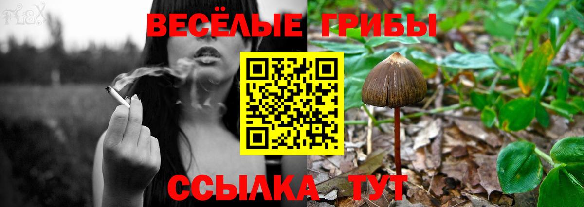 Псилоцибиновые грибы мицелий Дагестанские Огни